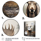 Brown Moose Monochrome Sands - Moose Wall Art Prints