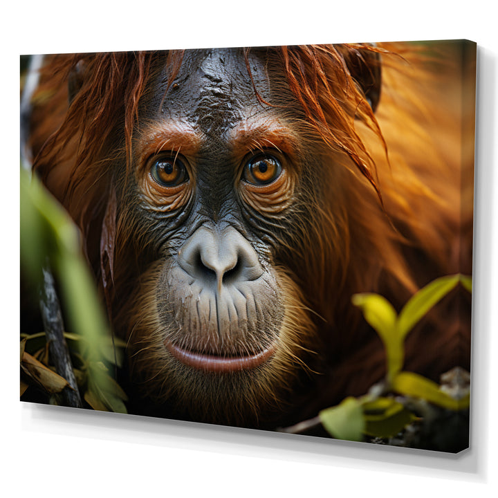 Orangutan Photo Portrait - Orangutan Living Room Wall Art