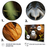 Orangutan Photo Portrait - Orangutan Living Room Wall Art