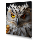 Grey Owl Animal Monochrome National - Owl Wall Decor