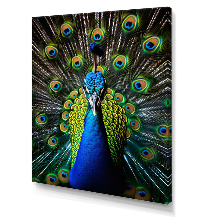 Teal Radiant Peacock - Teal Peacock Wall Art