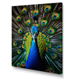 Teal Radiant Peacock - Teal Peacock Wall Art