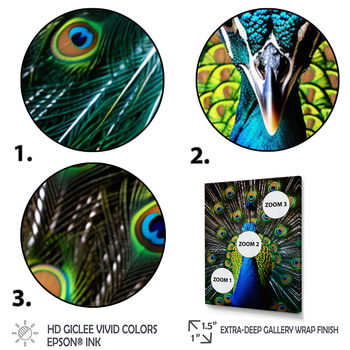 Teal Radiant Peacock - Teal Peacock Wall Art