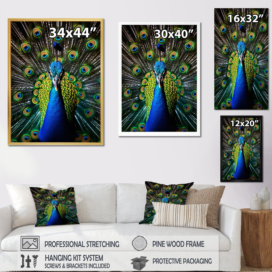 Teal Radiant Peacock - Teal Peacock Wall Art