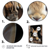 Funny Rabbit Portrait - Rabbit Framed Canvas Art