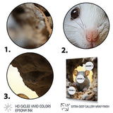 Cute White Rodent - Rodent Bedroom Wall Art