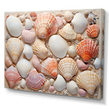 Seashell Contemporary Collage - Seashell Canvas Wall Art