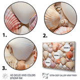Seashell Contemporary Collage - Seashell Canvas Wall Art
