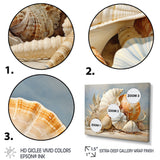 Seashells Contemporary Collage - Seashell Canvas Wall Art