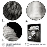 Grey White Sheep Black And White - Sheep Wall Art Prints