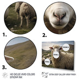 Sheep Environmental in Mountain - Sheep Bedroom Wall Art