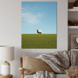 Sheep Minimalistic Solitude - Sheep Wall Art Prints