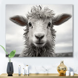 Sheep Serenity - Gray Sheep Wall Art