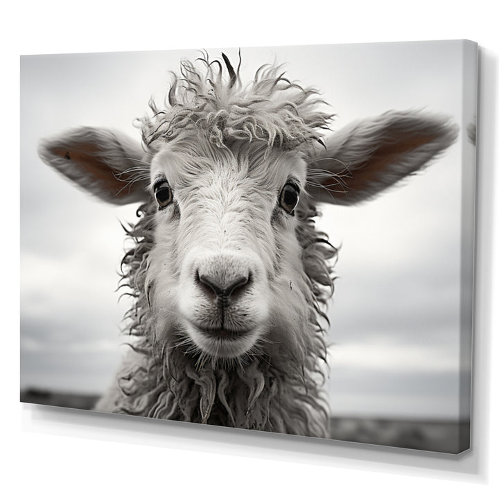 Sheep Serenity - Gray Sheep Wall Art
