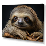 Cute Sloth Portrait - Brown Sloth Wall Art