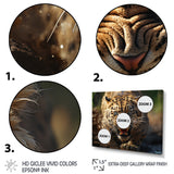 Leopard Wildlife Encounters - Tiger Wall Art Prints