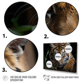 Brown Tiger Portrait - Tiger Framed Canvas Art