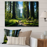 Redwood Giants Tree Forest II - Floral Canvas Wall Art