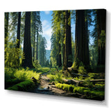 Redwood Giants Tree Forest II - Floral Canvas Wall Art