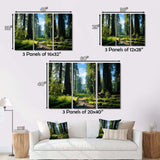 Redwood Giants Tree Forest II - Floral Canvas Wall Art