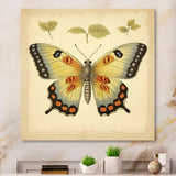Vintage Illustration Of Elegant Butterfly - Butterfly Living Room Wall Art