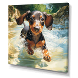 Cute Dachshund Playing In The River - Dog Daschund Home Decor Art