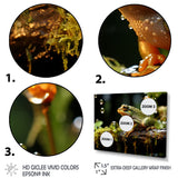 Portrait Of Green Frog Nature Photography - Frog Bedroom Wall Art