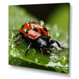 Portrait Of Lady Bug Macro Photography - Insects & Bugs Framed Canvas Art