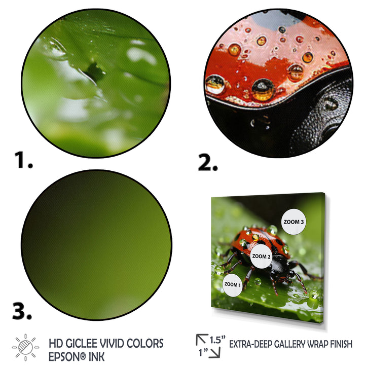Portrait Of Lady Bug Macro Photography - Insects &amp; Bugs Framed Canvas Art