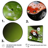 Portrait Of Lady Bug Macro Photography - Insects & Bugs Framed Canvas Art