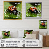 Portrait Of Lady Bug Macro Photography - Insects & Bugs Framed Canvas Art