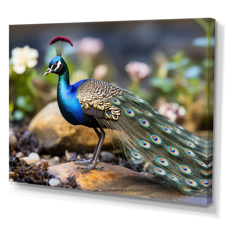 Photography Portrait Of Blue Peacock - Peacock Framed Canvas Art