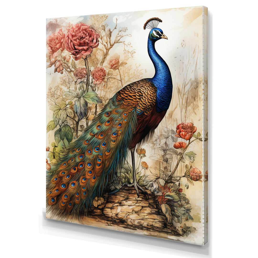 Vintage Illustration Of Glorious Peacock - Peacock Large Canvas Wall Art