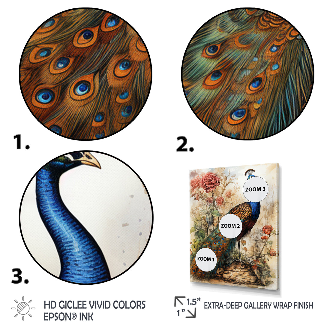 Vintage Illustration Of Glorious Peacock - Peacock Large Canvas Wall Art