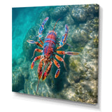 Purple Majestic Lobster Turquoise Tropical Water - Marine Animals Wall Art Prints
