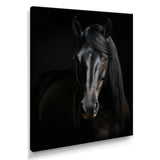 Portrait Of A Gracious Black Horse - Black Horse Wall Art
