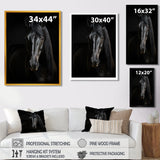 Portrait Of A Gracious Black Horse - Black Horse Wall Art
