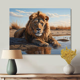 Lion Resting By The Water Pool - Lion Wall Art Prints