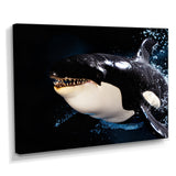 Smiling Deep Sea Orka - Coastal Animal Large Canvas Wall Art