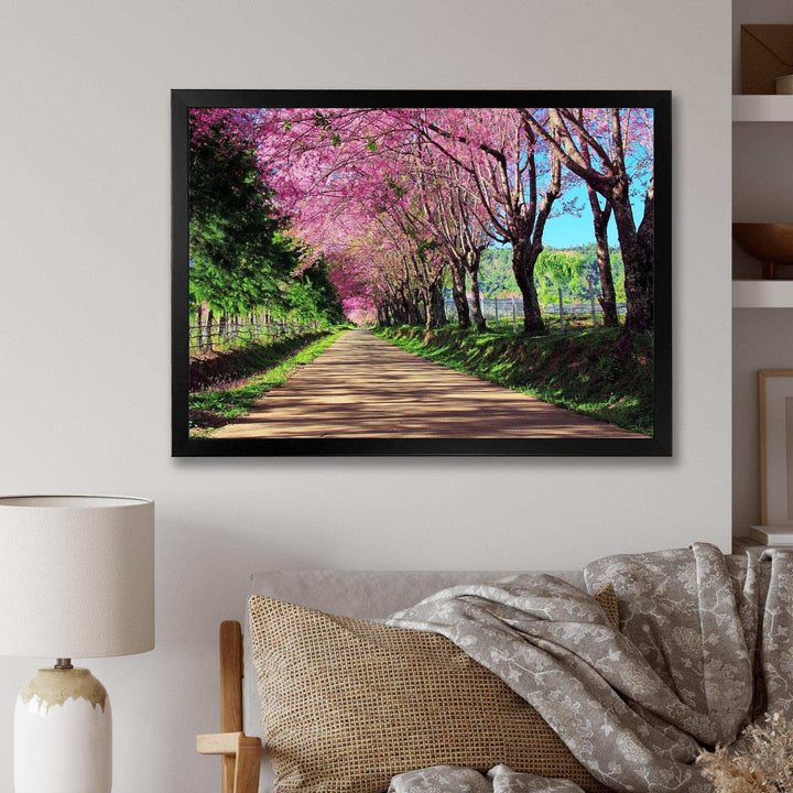 Cherry Blossom Pathway in Chiang Mai