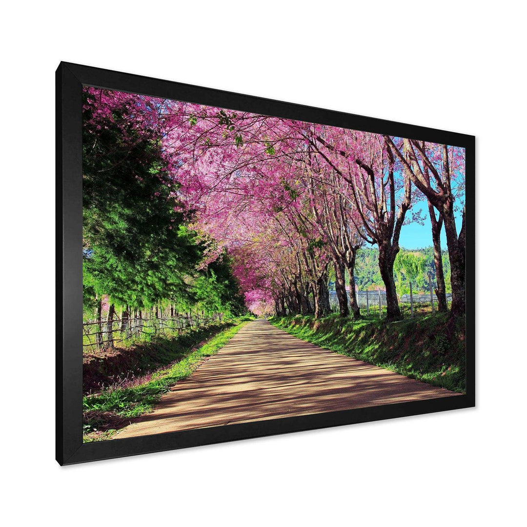 Cherry Blossom Pathway in Chiang Mai
