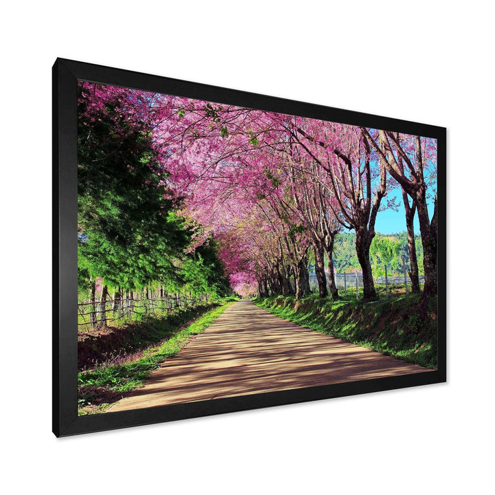 Cherry Blossom Pathway in Chiang Mai