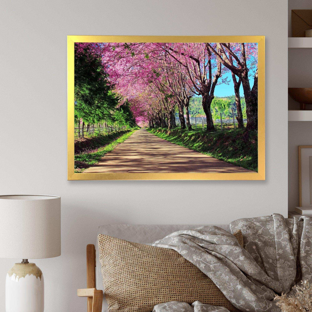 Cherry Blossom Pathway in Chiang Mai