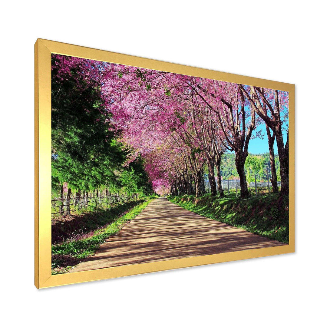 Cherry Blossom Pathway in Chiang Mai