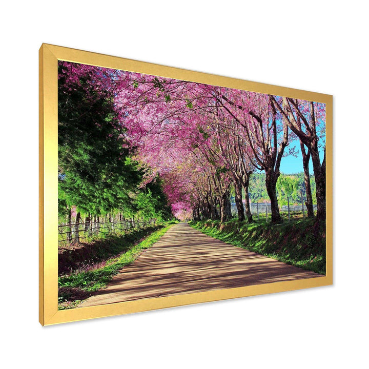 Cherry Blossom Pathway in Chiang Mai