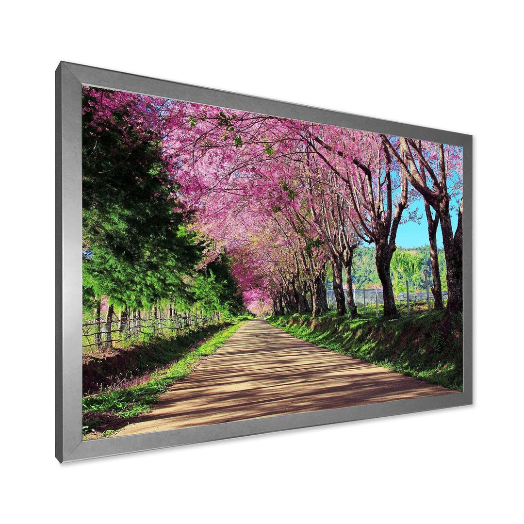Cherry Blossom Pathway in Chiang Mai