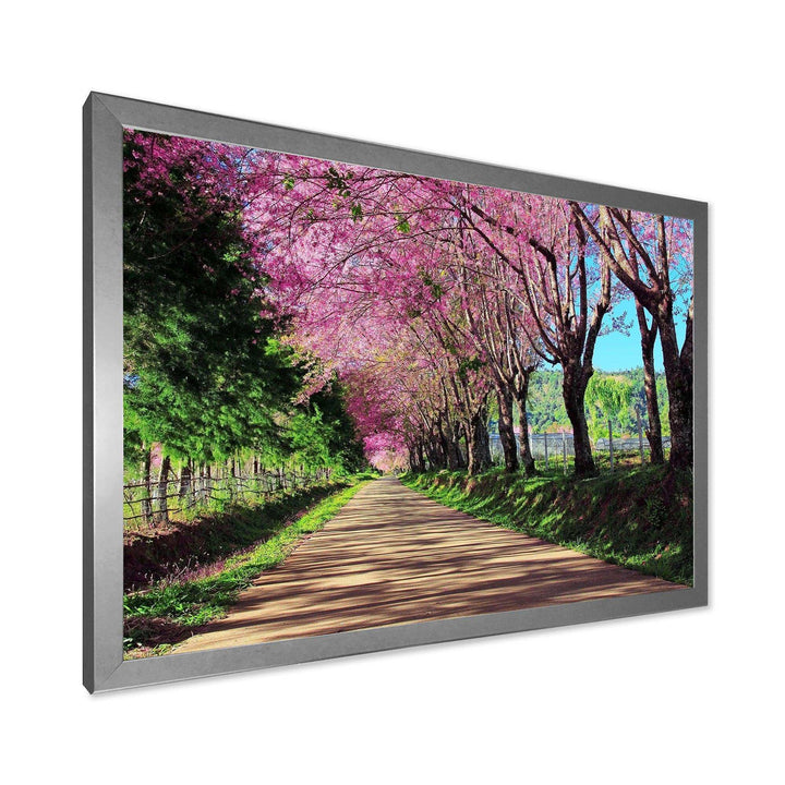 Cherry Blossom Pathway in Chiang Mai