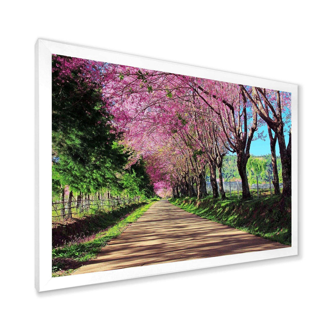 Cherry Blossom Pathway in Chiang Mai