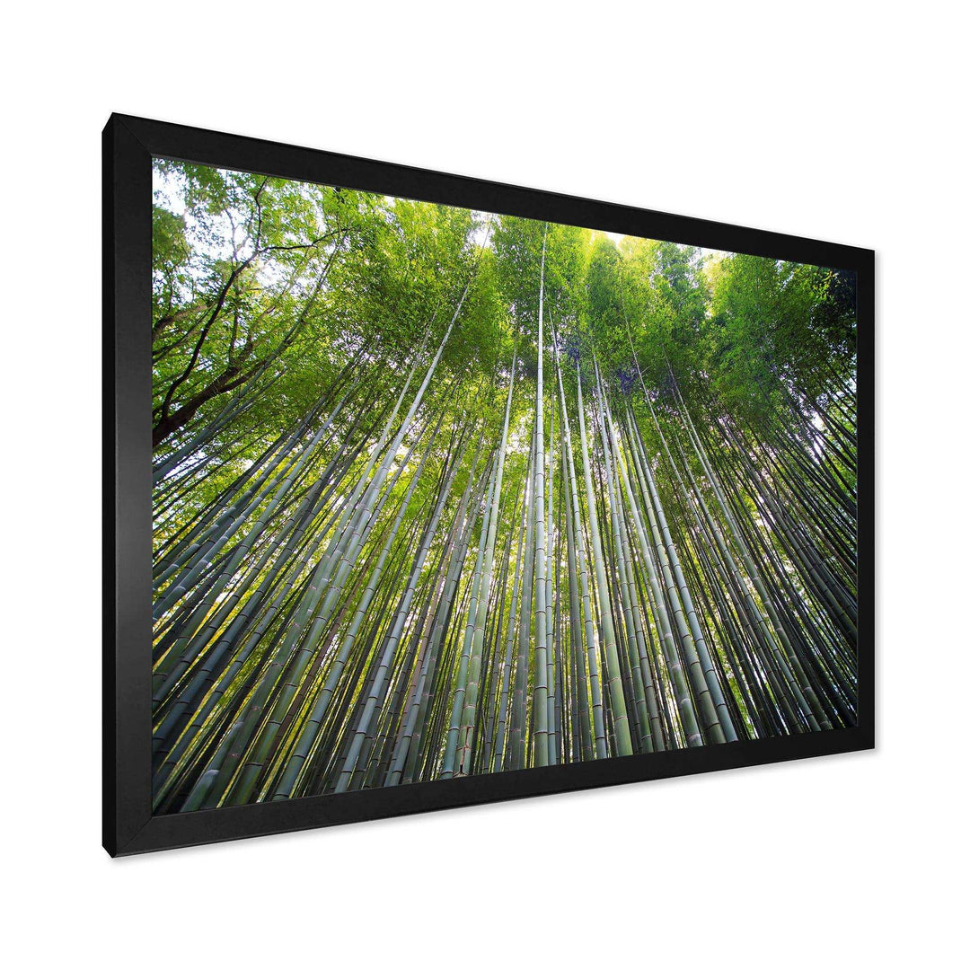 Bamboo forest of Kyoto Japan.