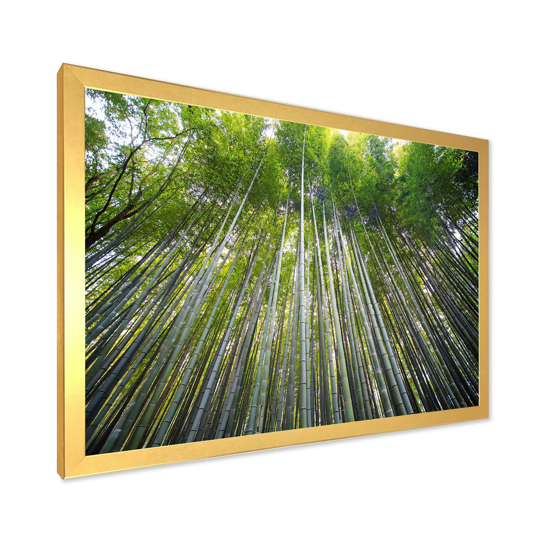 Bamboo forest of Kyoto Japan.